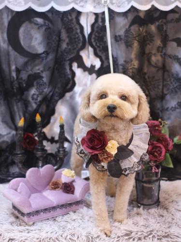 20231018モナカくん